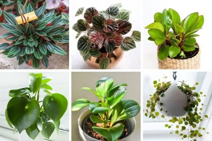 Top 15 Best Peperomia Varieties