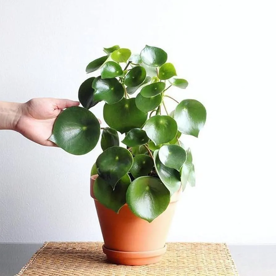 Peperomia Polybotrya