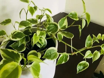 How to Grow and Care for Cupid Peperomia