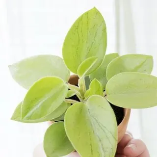 Peperomia Pixie