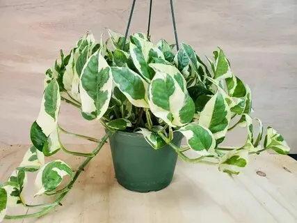 How to Grow and Care for N'Joy Pothos