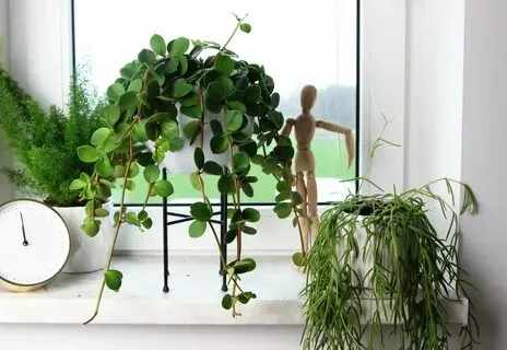 How to Grow and Care for Peperomia Hope