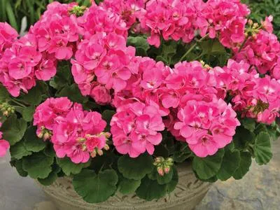 How to Grow and Care for Zonal Geraniums