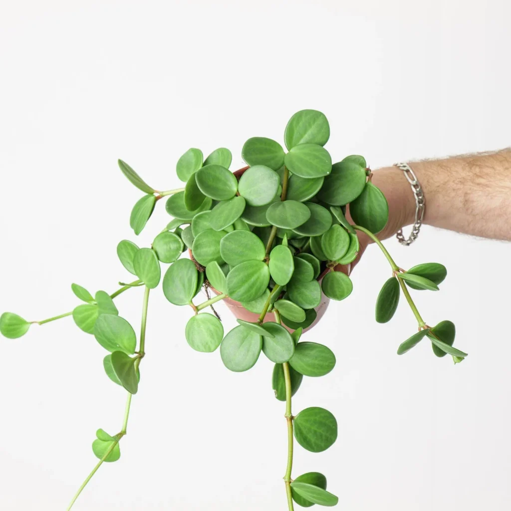 Peperomia Tetraphylla