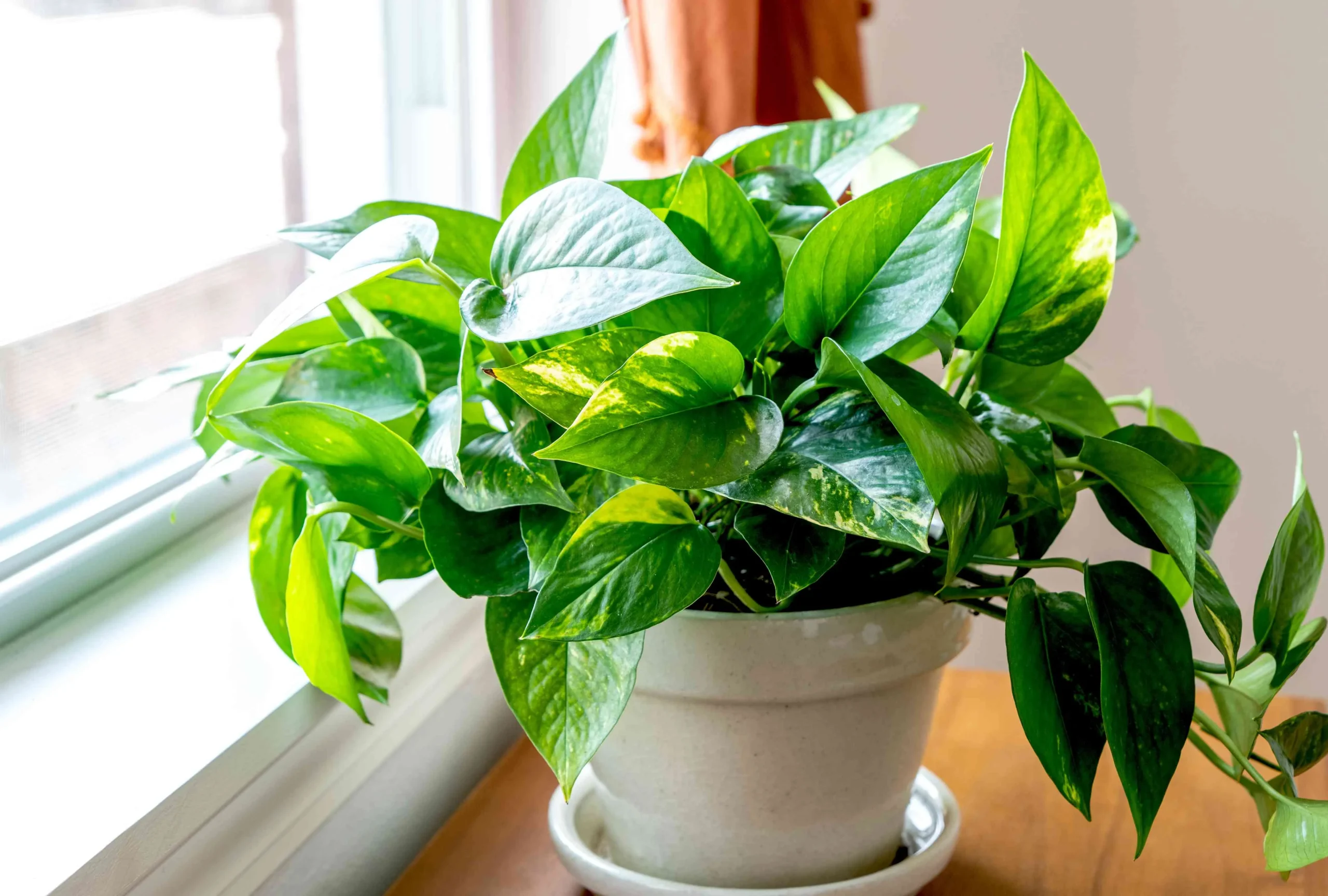 How to Grow and Care for Hawaiian Pothos