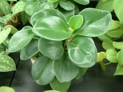 Peperomia Obtusifolia