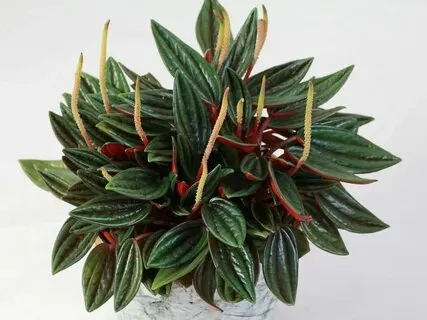 Peperomia Rosso