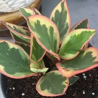 Peperomia Clusiifolia