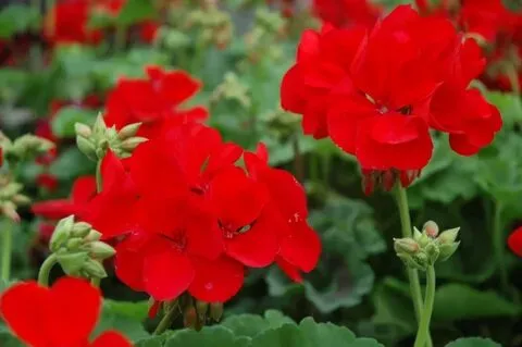 How to Grow and Care for Red Geraniums