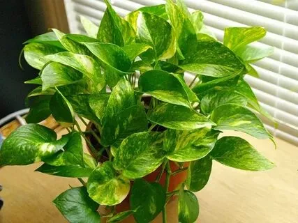 How to Grow and Care for Global Green Pothos