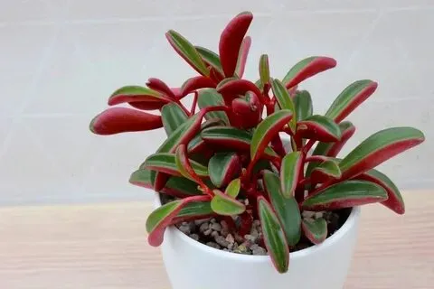 Peperomia Graveolens