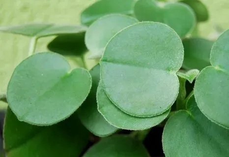 Peperomia Incana