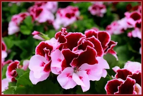 How to Grow and Care for artha Washington Geraniums