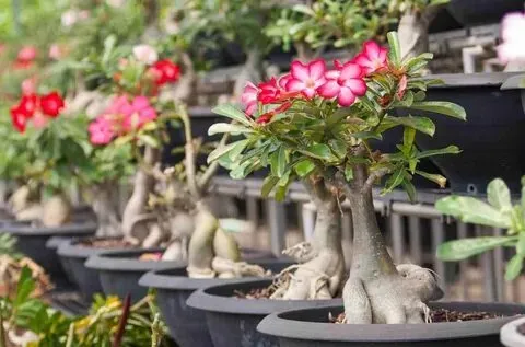 How to Grow and Care for Desert Rose Bonsai Plant