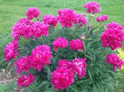 How to Grow and Care for Karl Rosenfield Peony