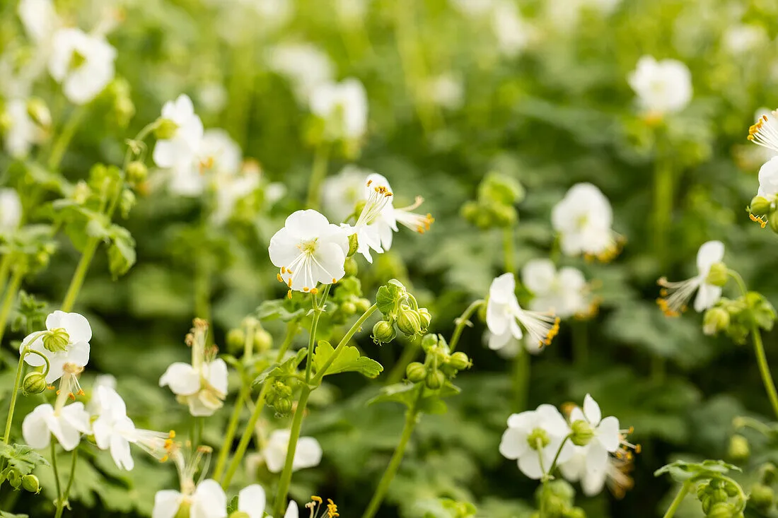 How to Grow and Care for Geranium whiteness