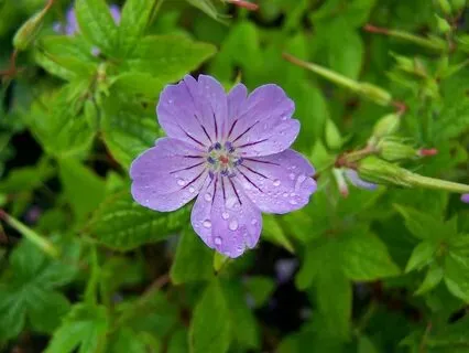 How to Grow and Care for Geranium nodosum