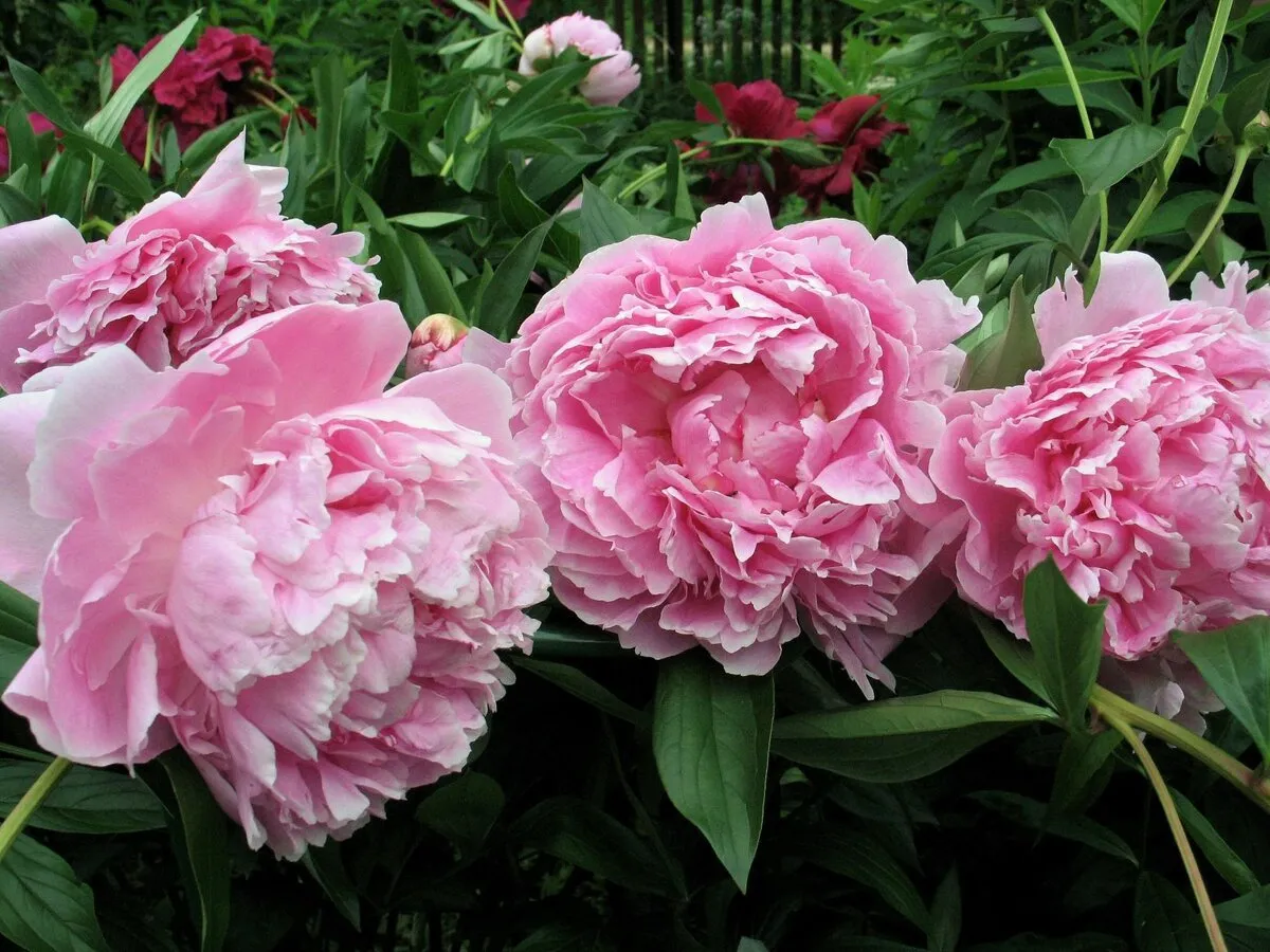 How To Grow And Care Sarah Bernhardt Peony