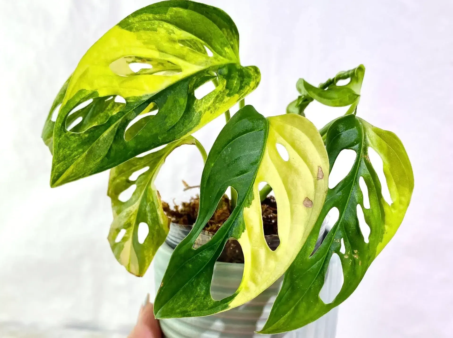 Monstera Aurea