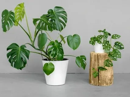 Monstera Plants