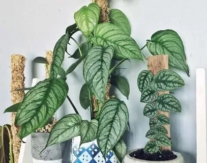 How to Grow and Care for Monstera Siltepecana