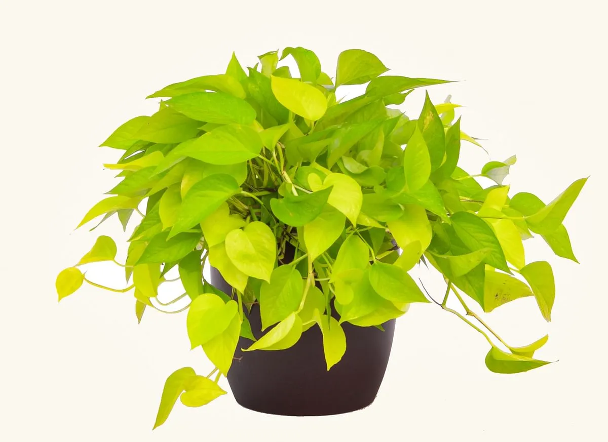 How to Grow and Care for Neon Pothos