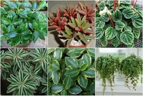 Guide To Peperomia Plants