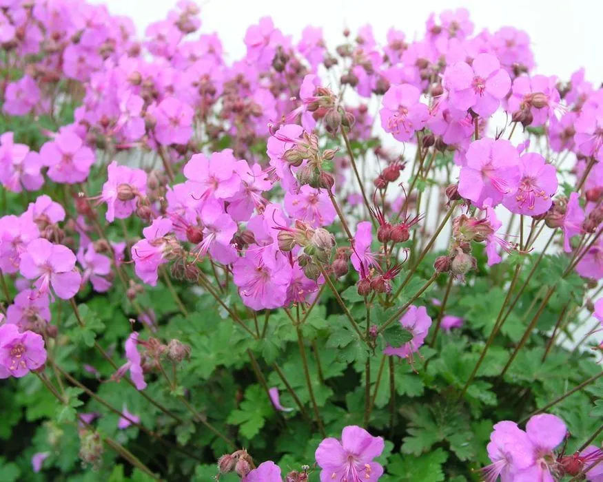 How To Grow And Care Geranium Karmina Easily At Home