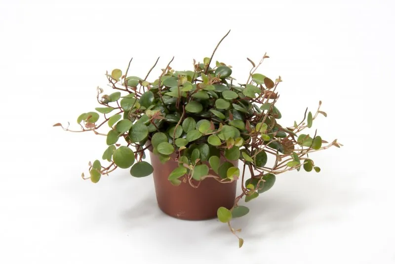 Peperomia Pepperspot