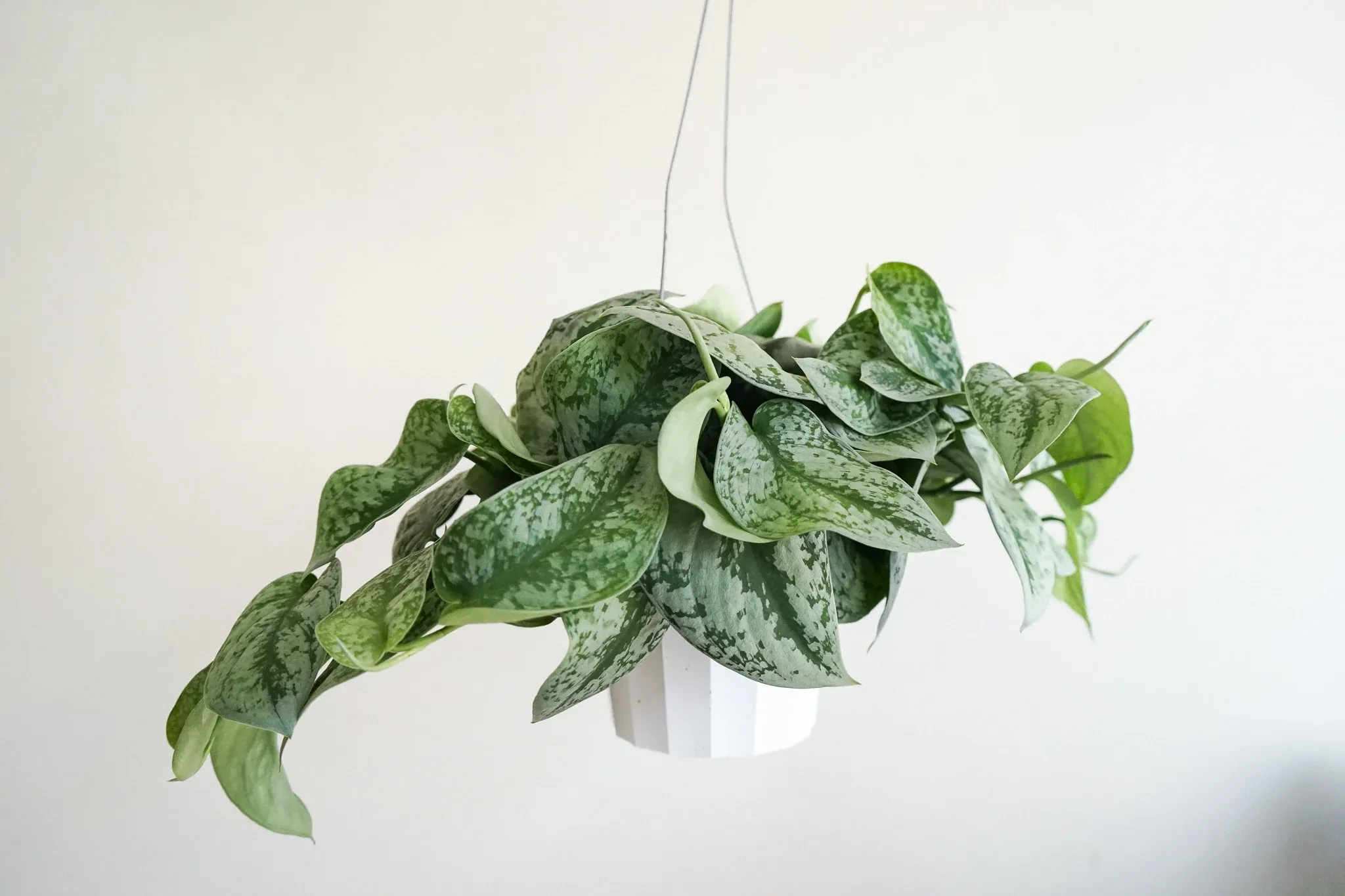 How To Grow And Care Pothos Silver Splash Easily