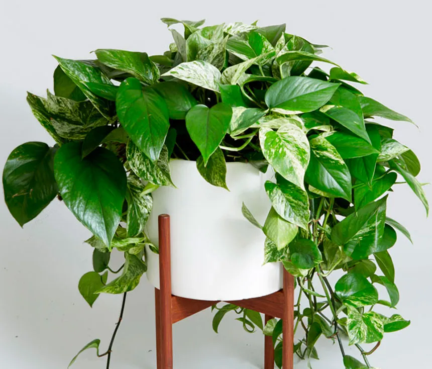 How to Fix and Prevent Brown Spots on Pothos Leaves