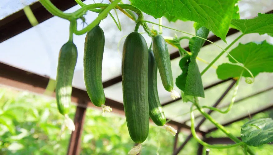 Cucumber Plant