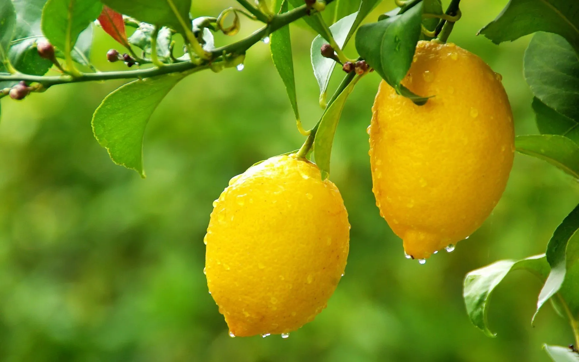 Lemon Tree