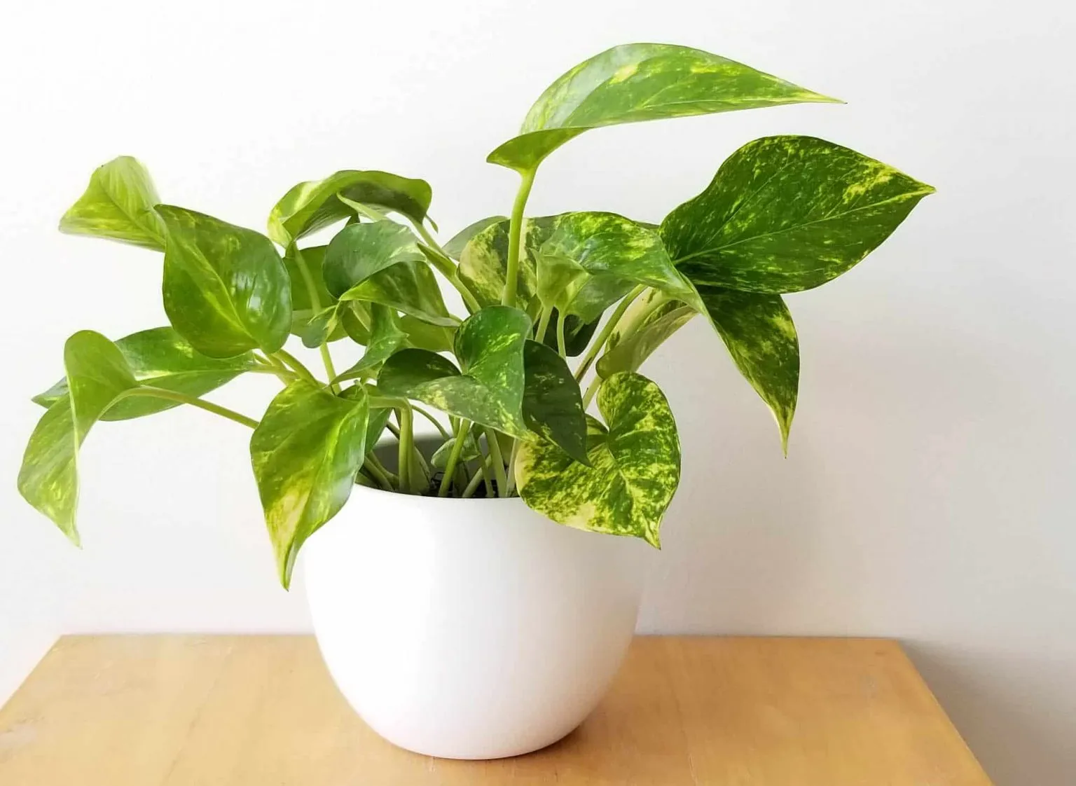 Pothos Plant