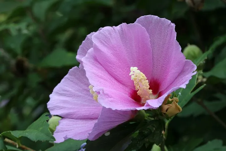 Rose of Sharon