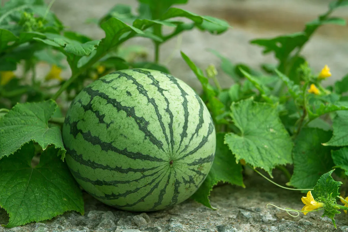 Watermelon Plant Growth Stages